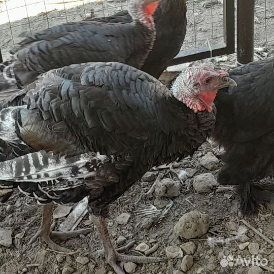 Индюки на развод