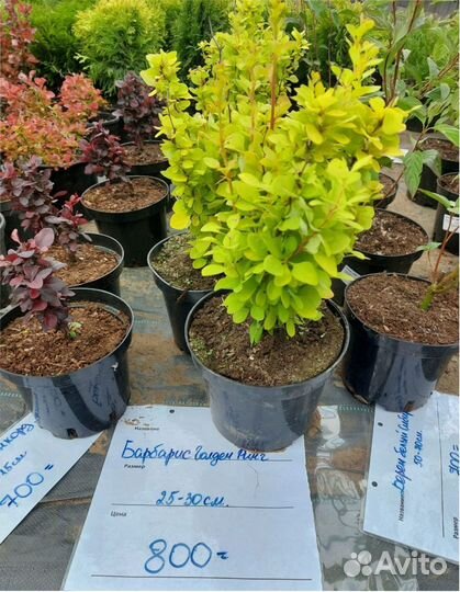 Туя зап. Смарагд Брабант Шаровидная Ель Глаука