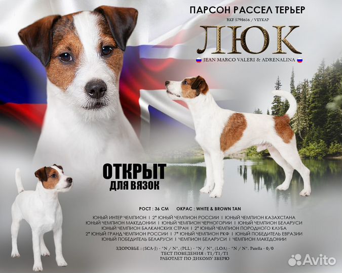 Парсон Рассел Терьер вязка