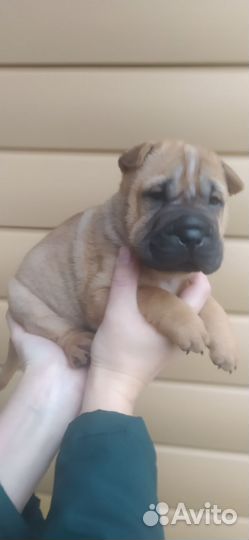 Чистокровные щенки шарпей