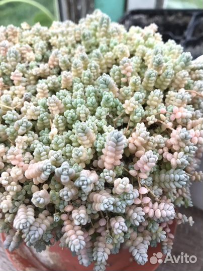 Очиток седум