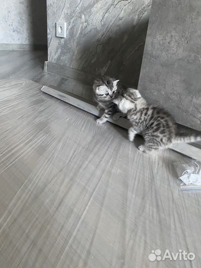 Шотландские мраморные котята