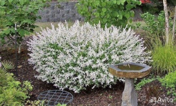 Ива хакуро нишике