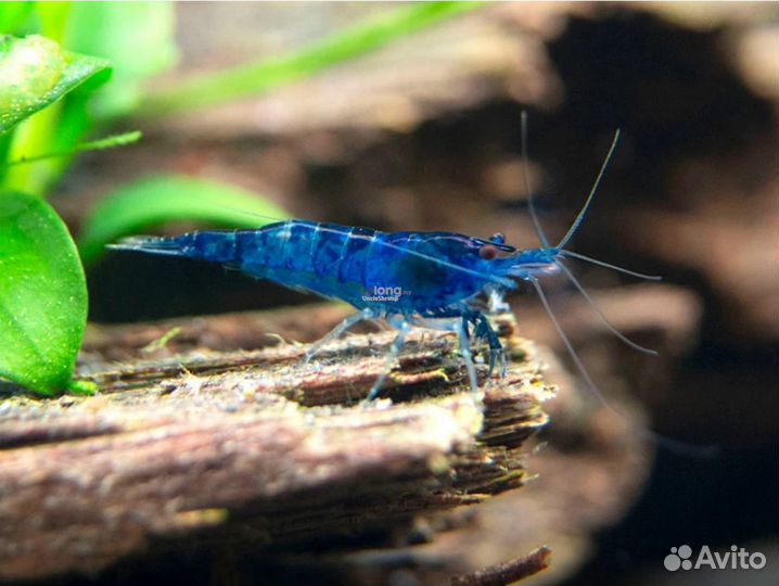 Креветка Неокаридина синяя, желтая, вишня