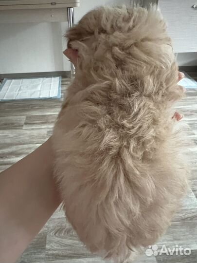 Малыш мальтипу F1