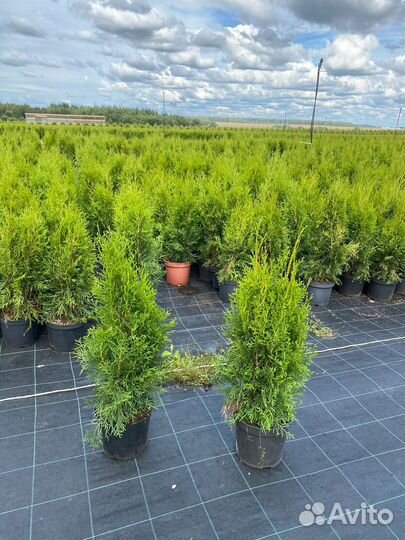 Туя Смарагд 80 см