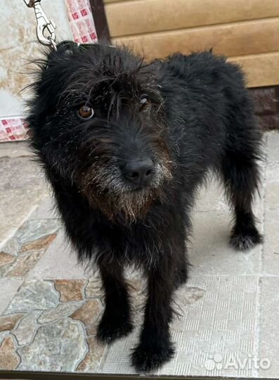 Домовенок ищет дом