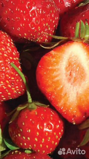 Рассада клубники