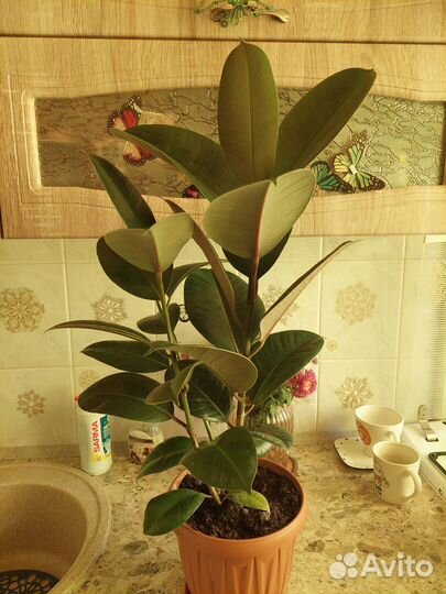 Фикус 3 ствола