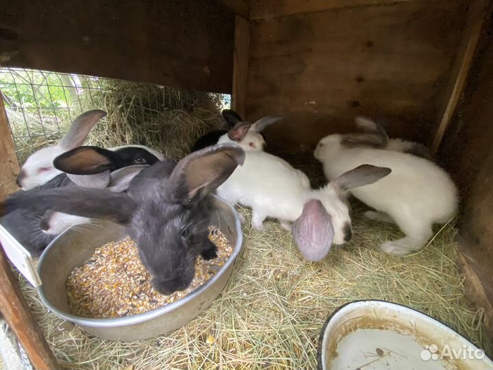 Кролики калифорния