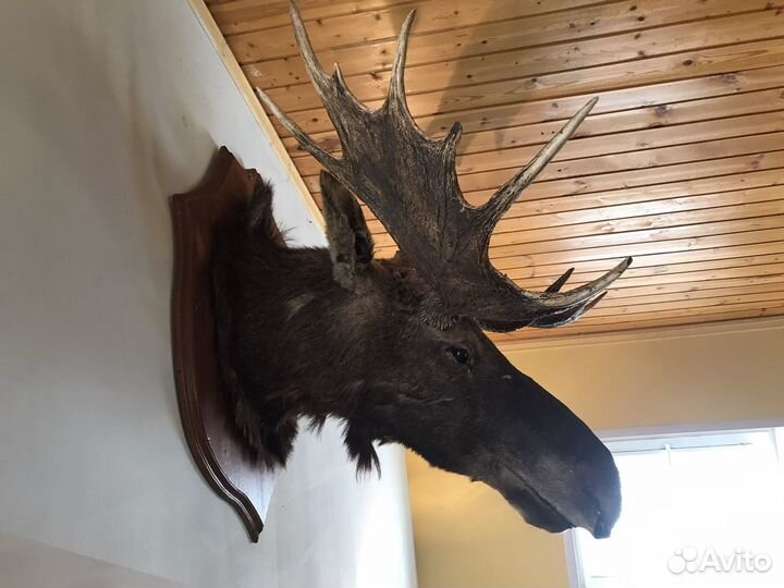 Чучело головы лося