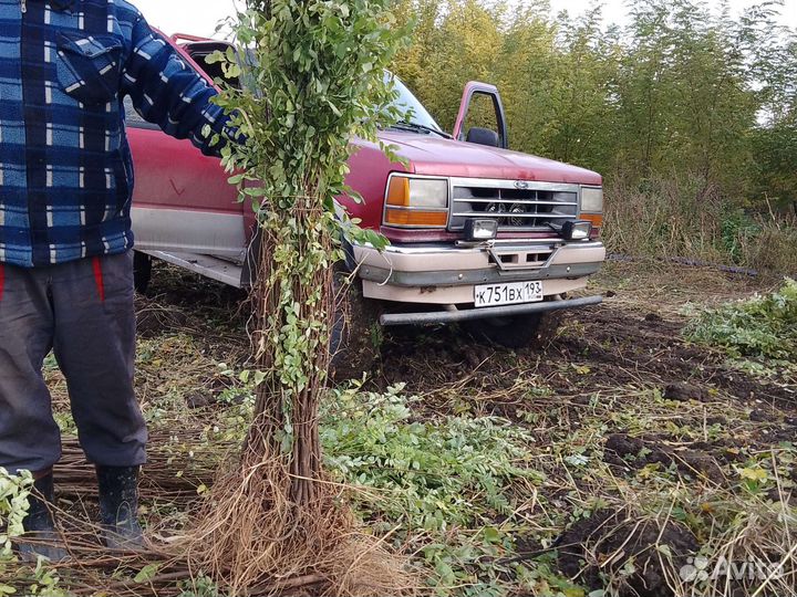 Акация белая гледичия крупномер