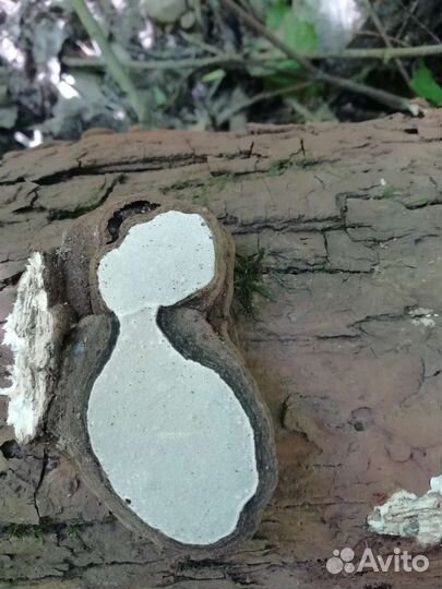 Трутовик Плоский (Гриб Художника).Ganoderma lips