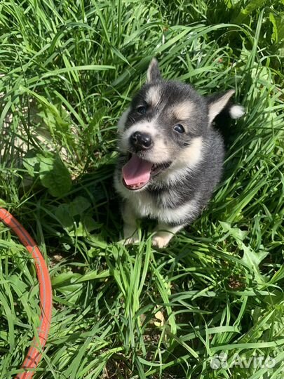 Щенки хаски