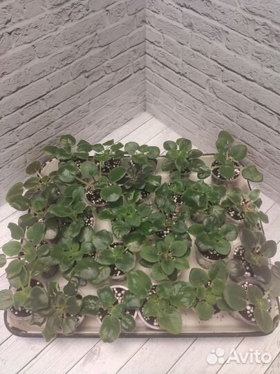 Фиалки сортовые. Детки