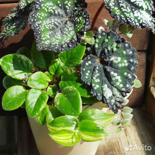 Комнатные растения и цветы