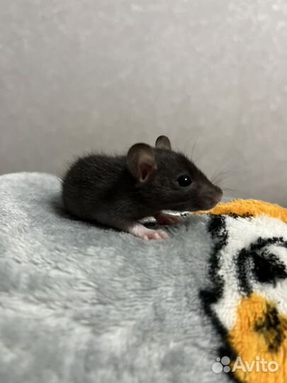 Крысята дамбо