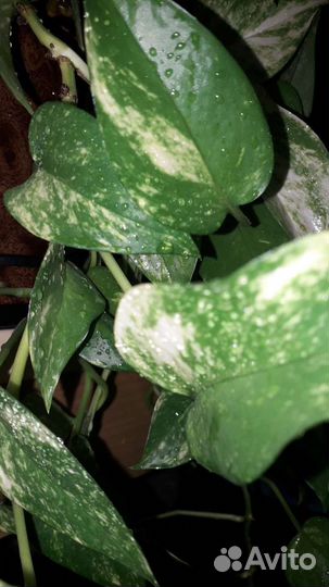 Роициссус, сциндапсус, комнатные ампельные раст