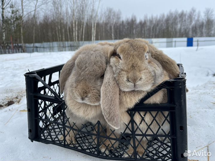 Кролики французский баран