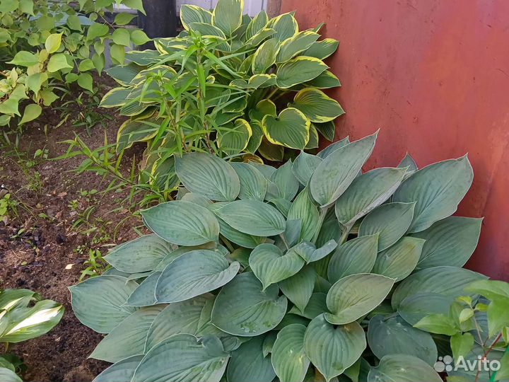 Хоста целым кустом