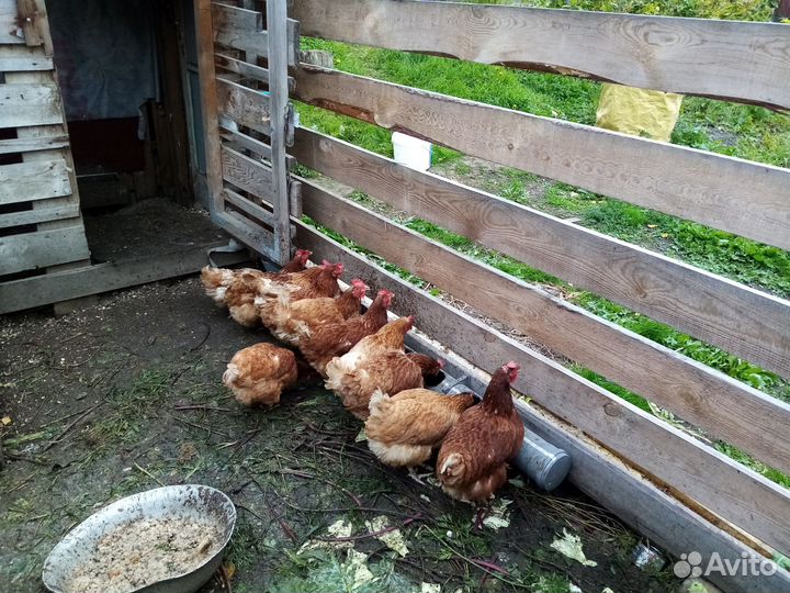 Куры несушки