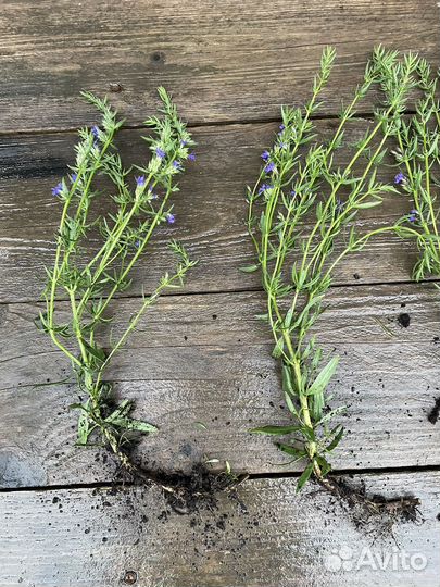 Иссоп лекарственный