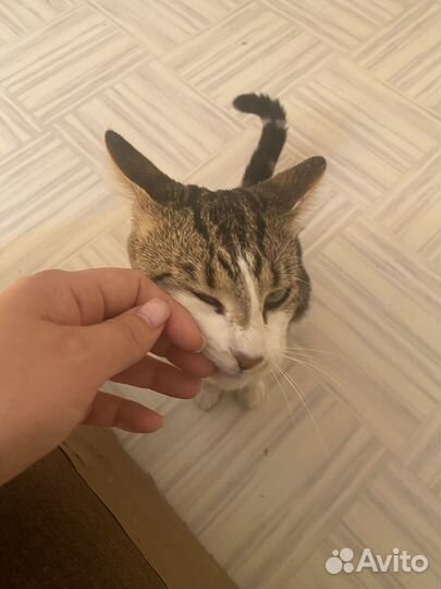 Котик Бузик