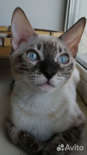 Бенгальские котята