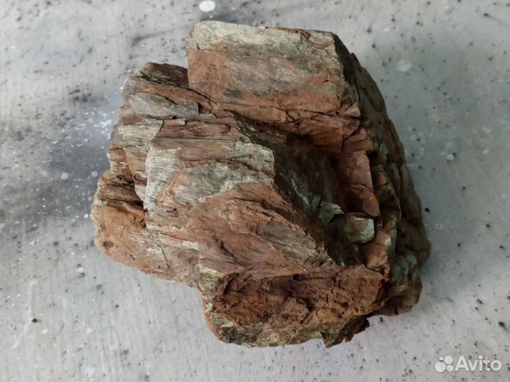 Окаменелое дерево