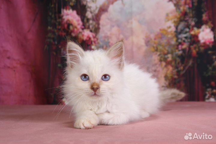 Котята священная бирма