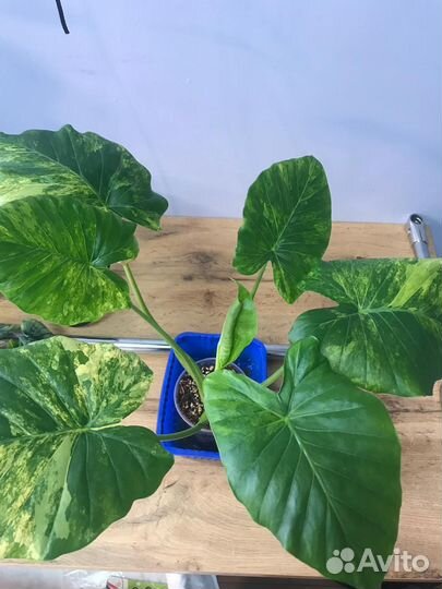 Алоказия гагеана вариегатная