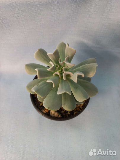 Суккуленты