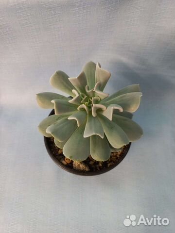 Суккуленты