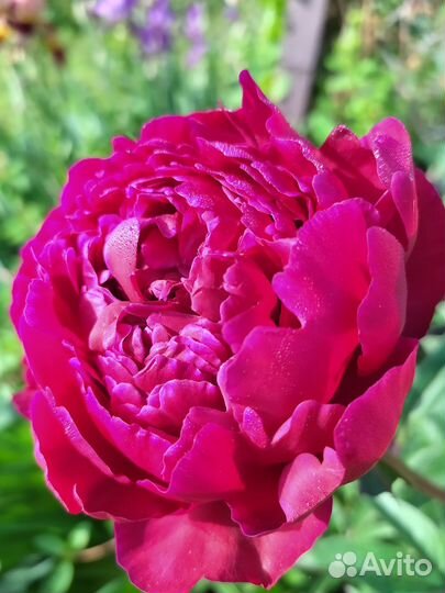 Пионы 4 сорта