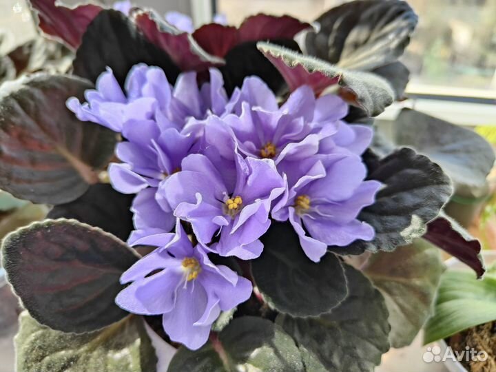 Фиалки сортовые