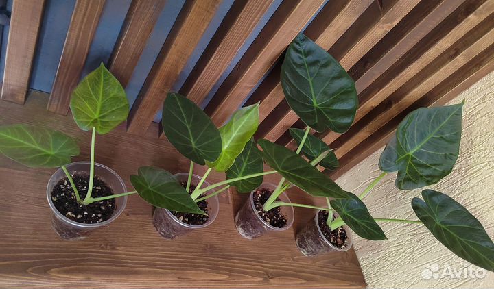 Алоказия Регал Шилдс / Alocasia RegalShields