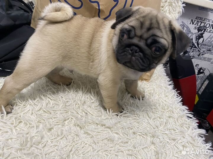 Щенки мопса