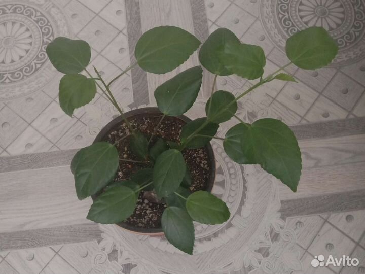 Гибискус,Белый лебедь