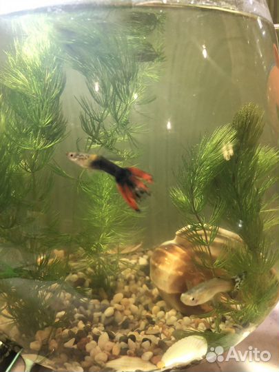 Улитки аквариумные, креветки, гуппи