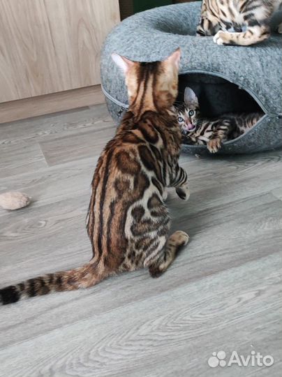 Бенгальский котёнок с документами девочка