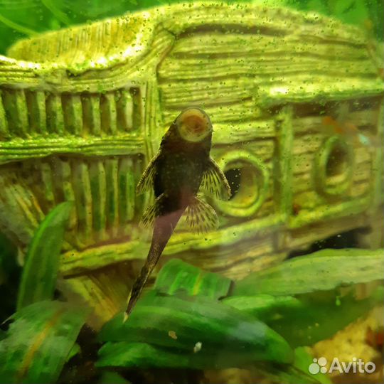 Сомики анциструсы