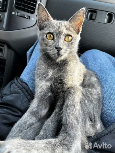 Кошка в добрый руки