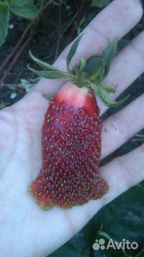 Саженцы клубники(земляники садовой крупноплодной)