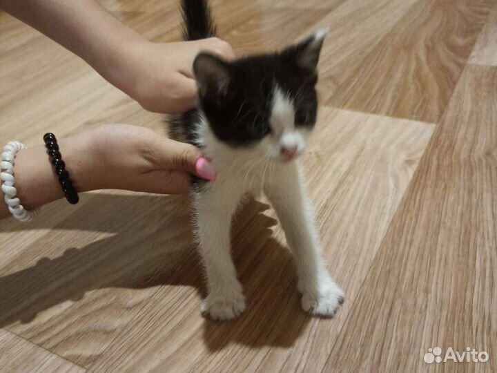 Кошки бесплатно