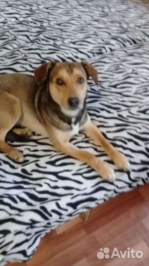 Собака в добрые руки