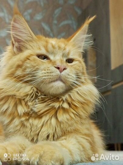 Котенок (девочка)