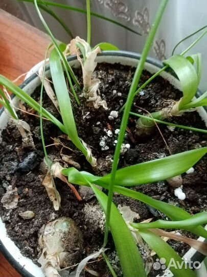 Индийский лук