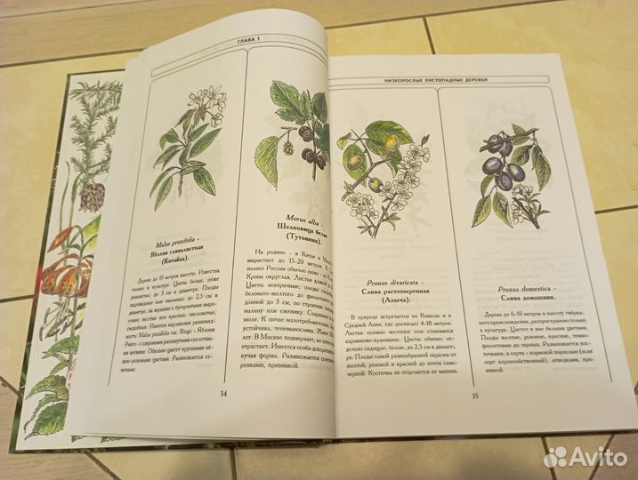 А.Н.Лучник Энциклопедия декоративных растений