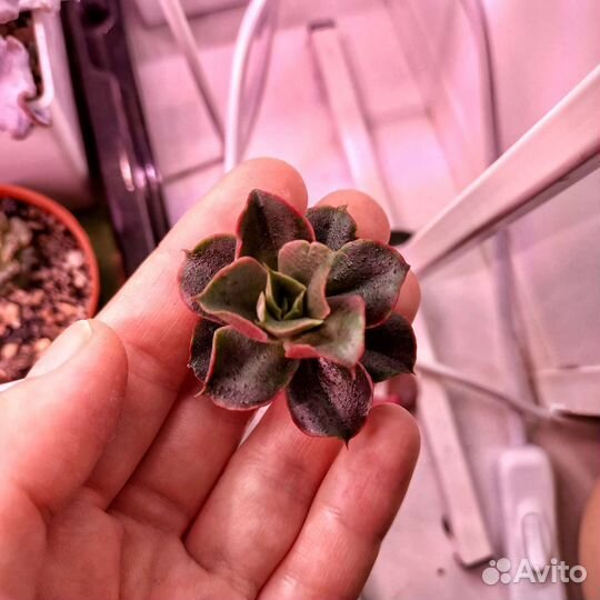 Суккуленты, редкие эхиверии