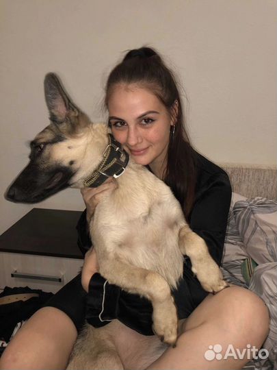 Передержка животных